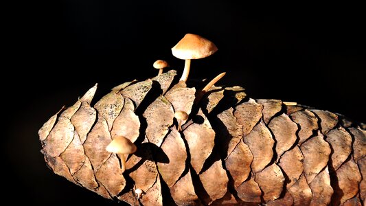 Mushroom forest nature