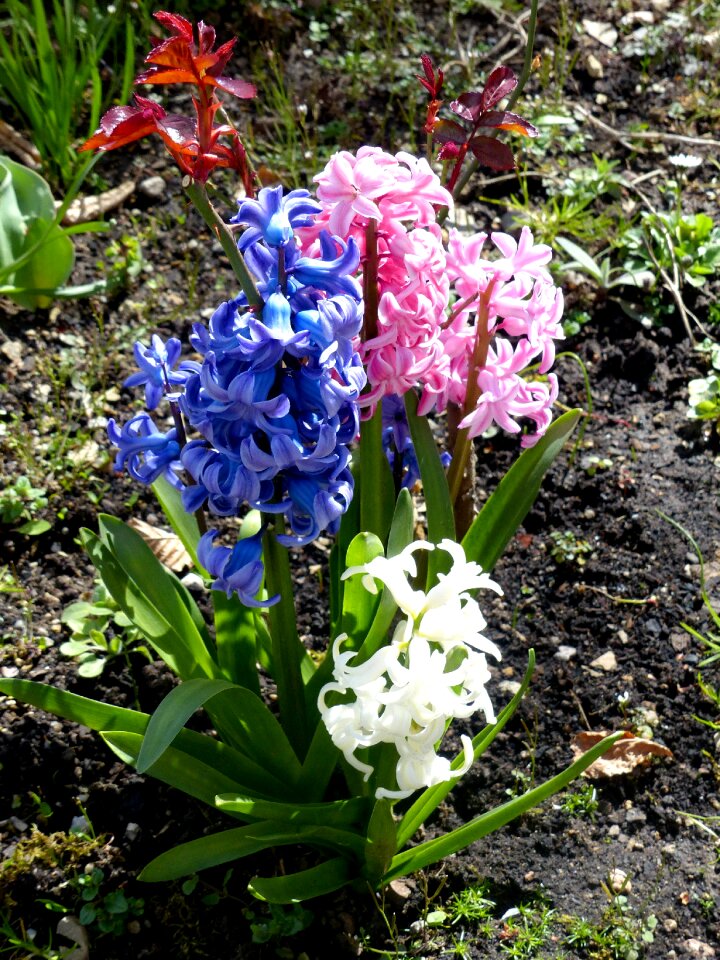 Three coloured spring very fragrant