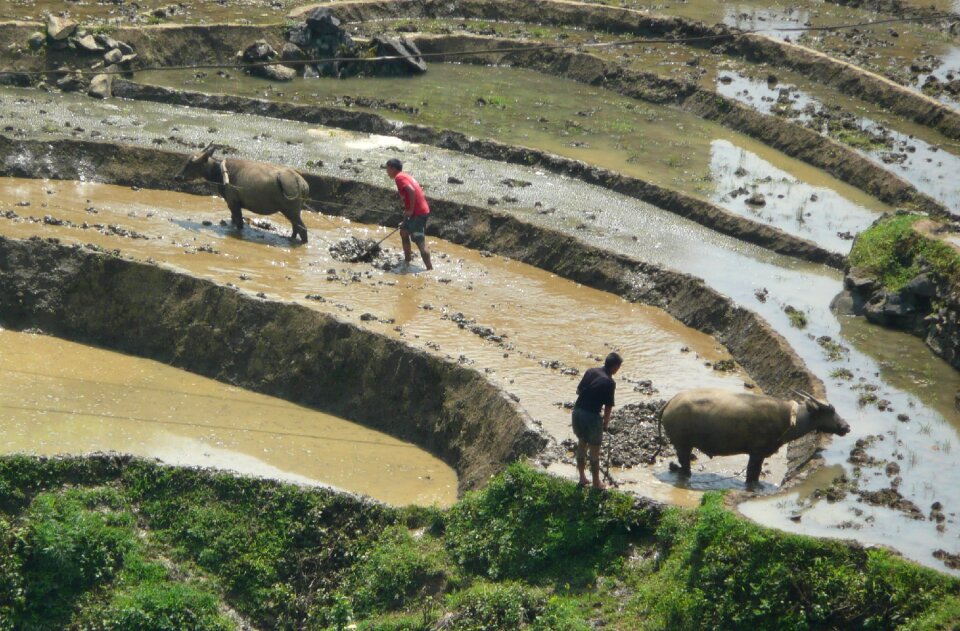 Vietnam nature farm photo