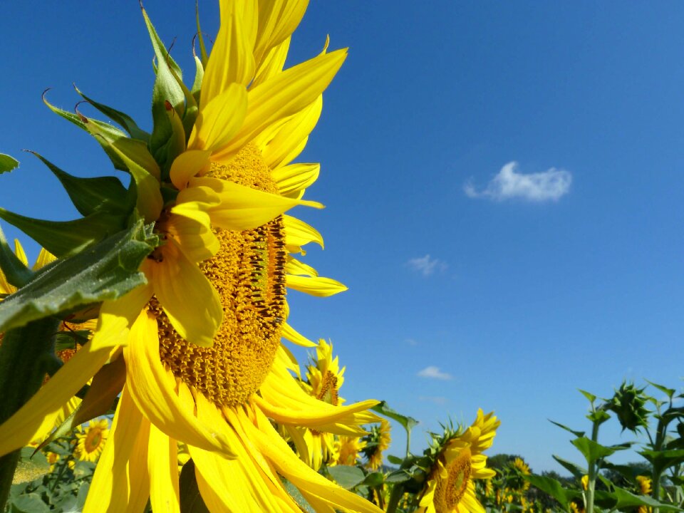 Botany plant yellow