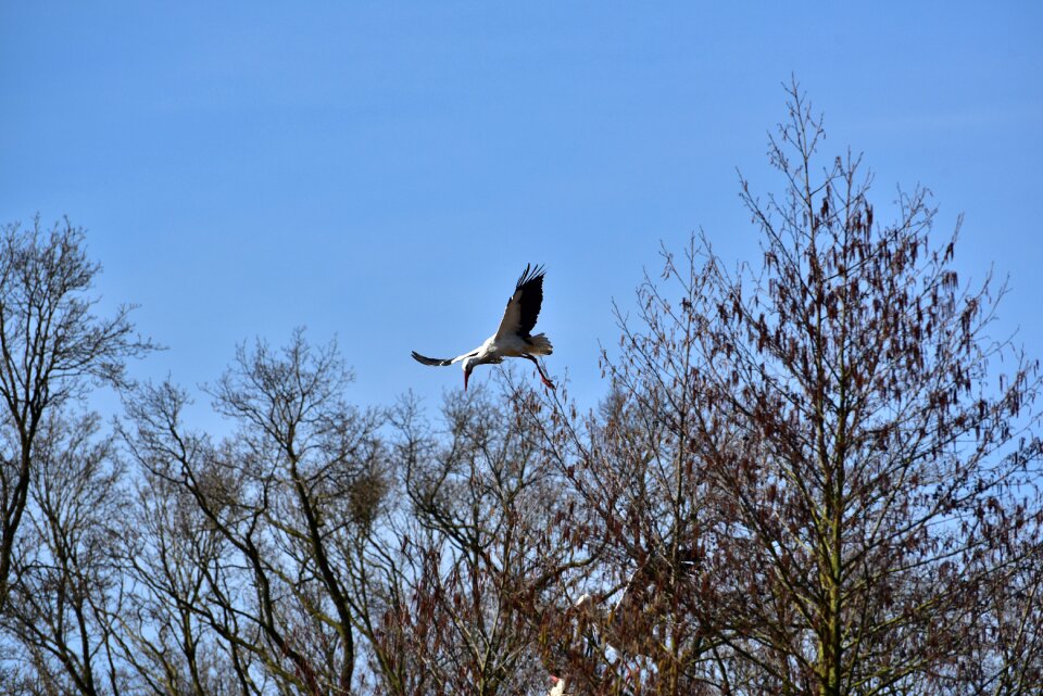 Black white bill rattle stork