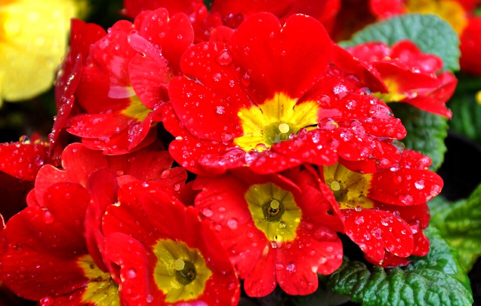 Spring spring flower red