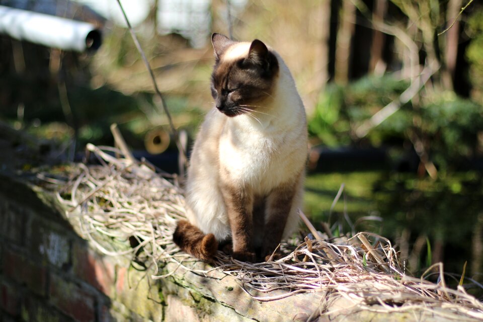 Siamese cat domestic animal