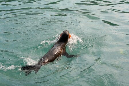 Foka zoo sea ​​lion photo