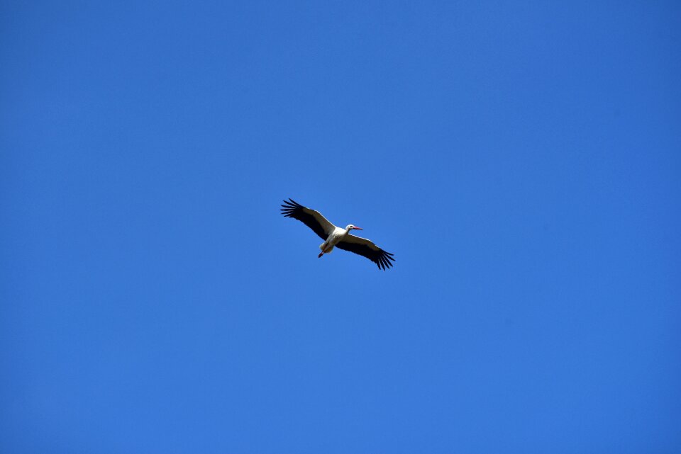 Black white bill rattle stork