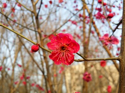 Red plum plum apricot blossom spring flowers photo
