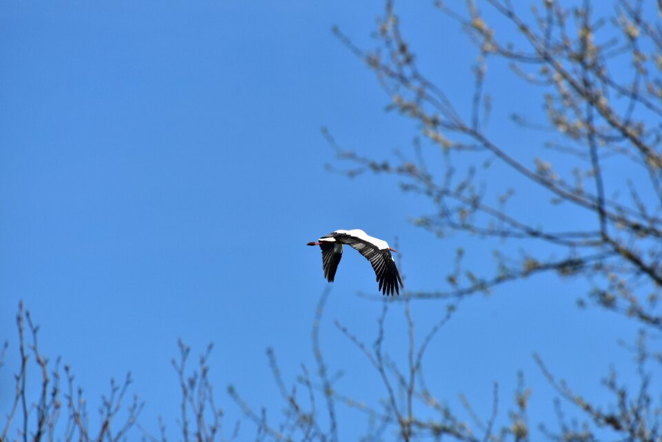 Black white bill rattle stork