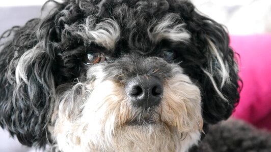 Pet purebred dog color