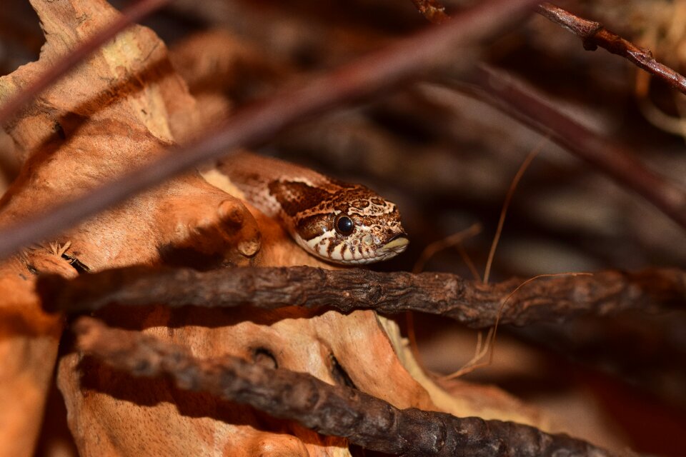 Scale heterodon nasicus head