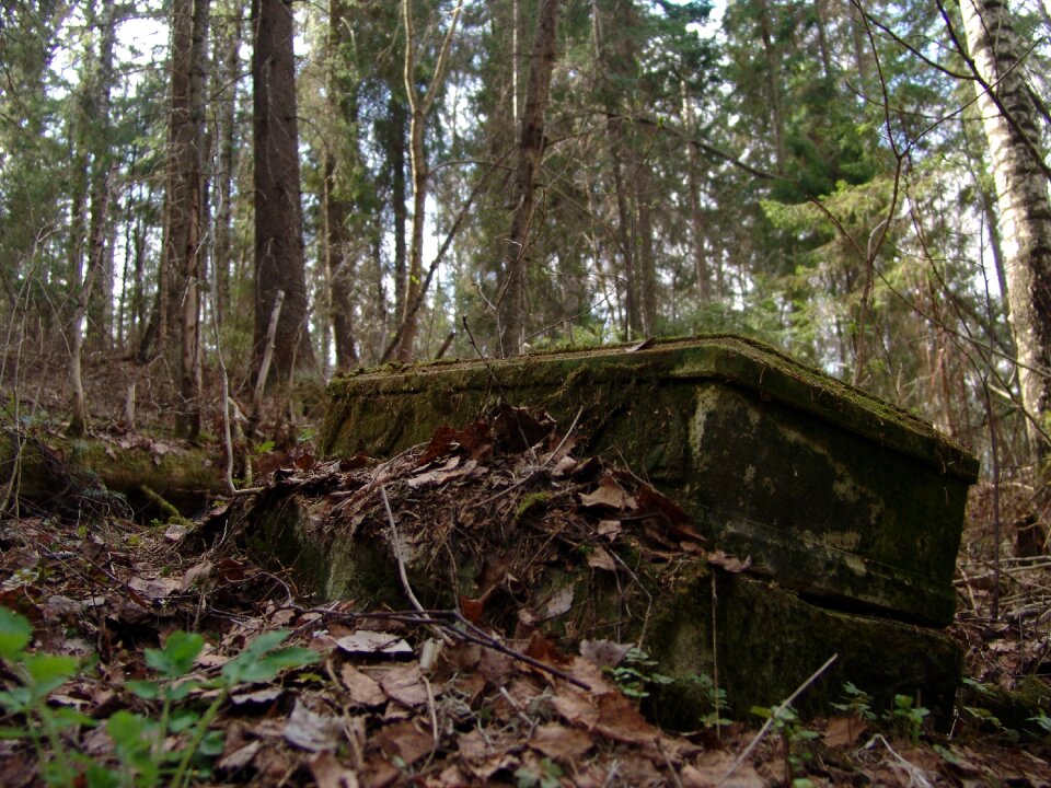 The ruins of the church forest