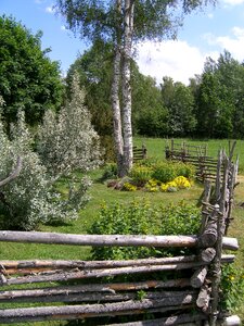 Old fence sweden birch photo