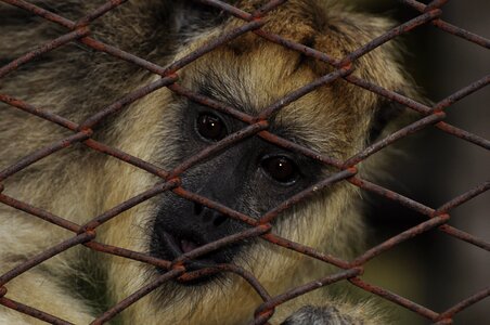 Mono nature macaco