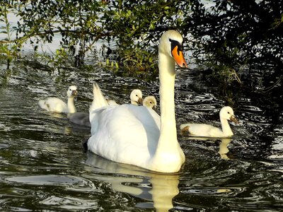 Swans water bird photo