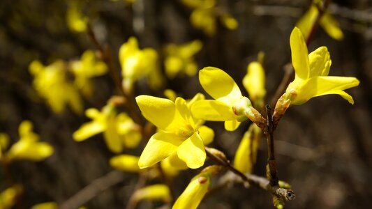 Yellow yellow flower plants