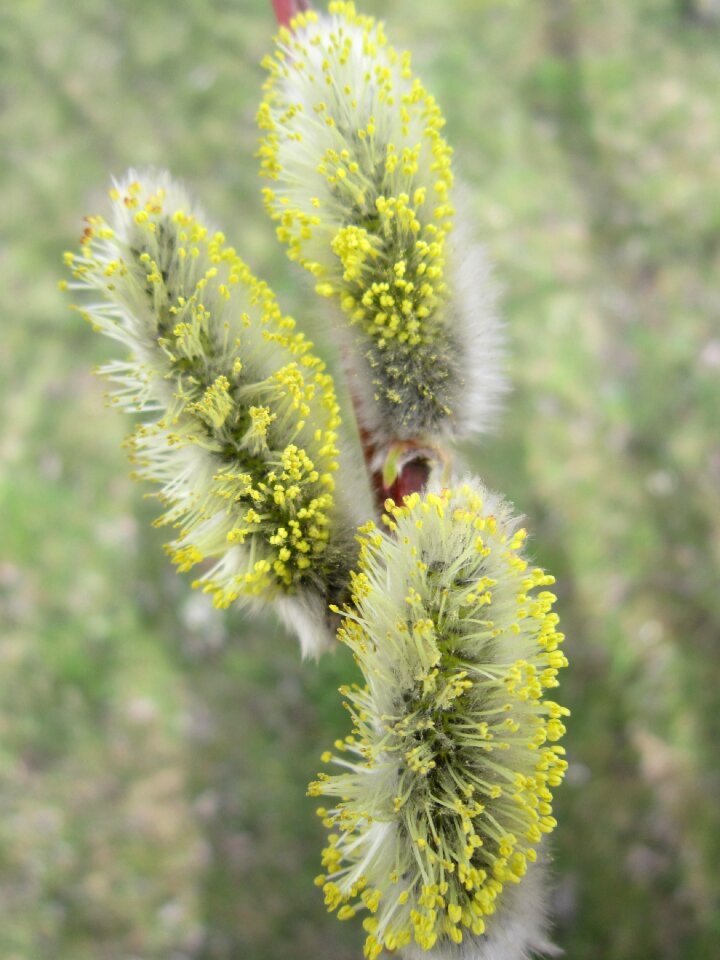 Blossom bloom willow catkins