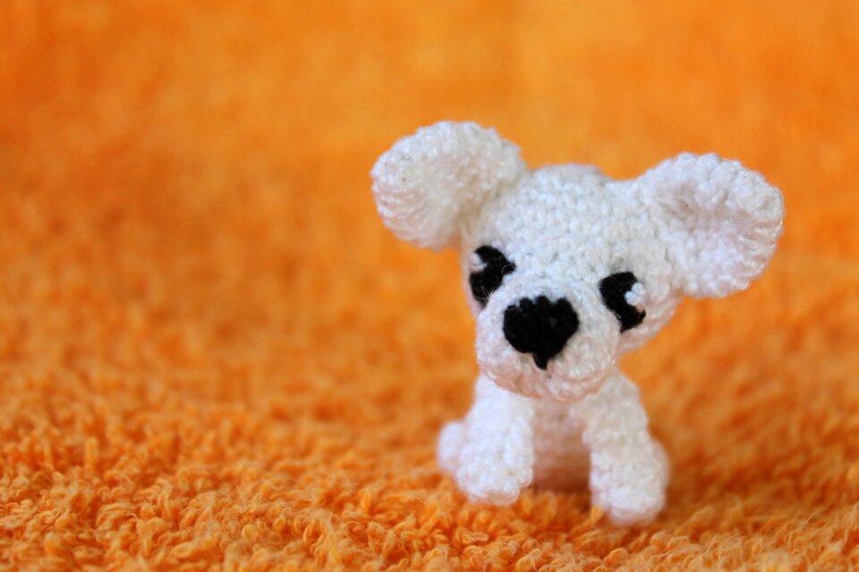 White orange chihuahua
