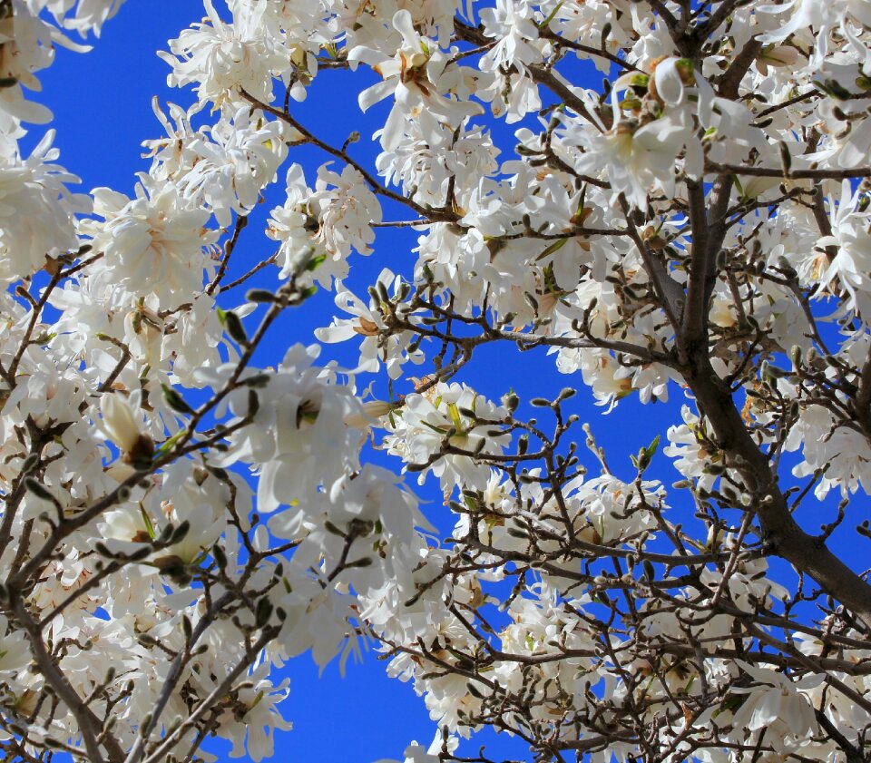 Blue sky springtime looking up