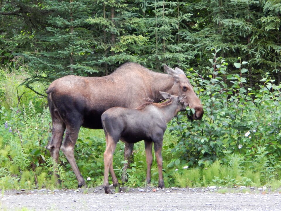 Nature alaska wild