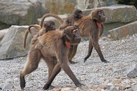 Social young animals animals