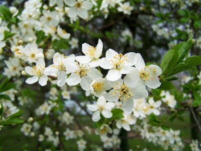 Fruit trees in bloom white flower spring photo