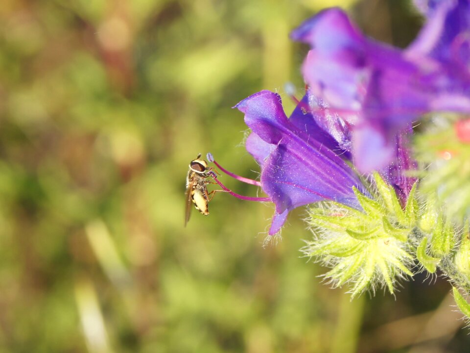 Skewers flowering nature