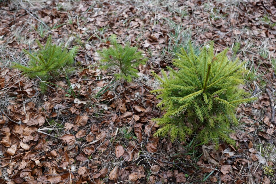 Nature forest spring
