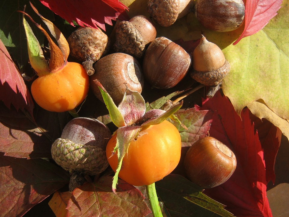 Autumn decoration sunny