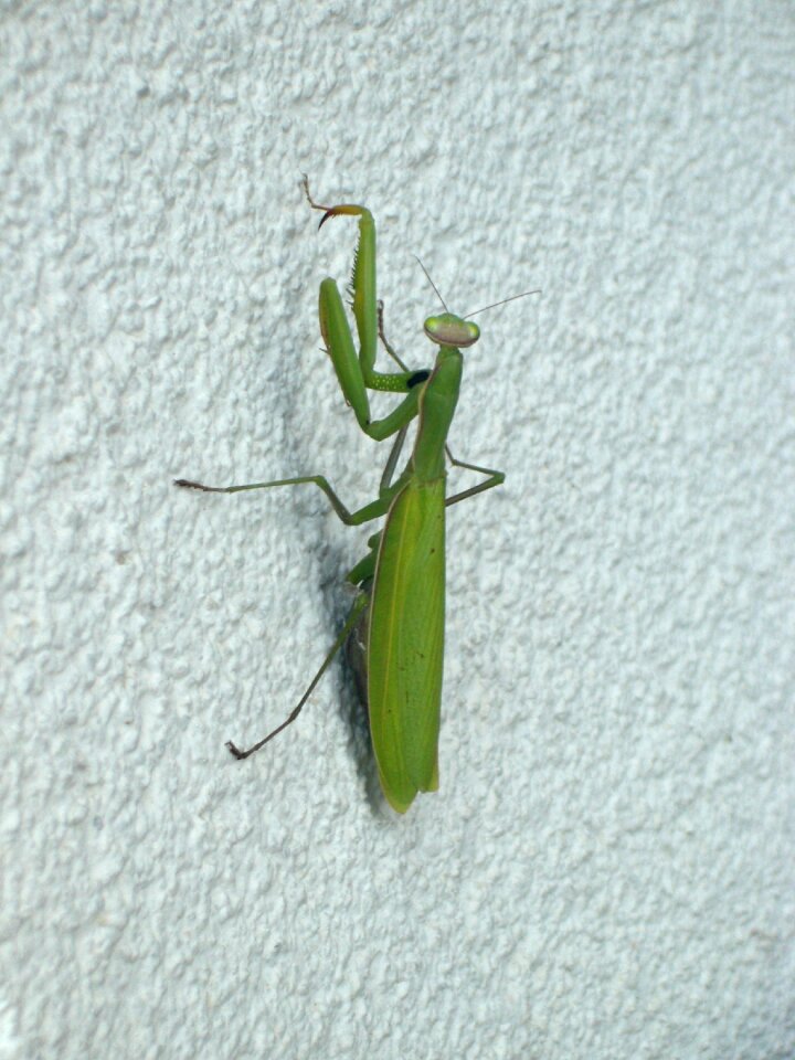 Insect nature fishing locust