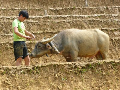 Agriculture domestic farm photo