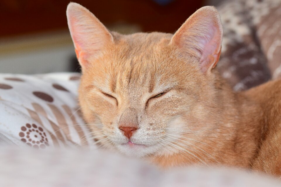 Domestic cat close up animal