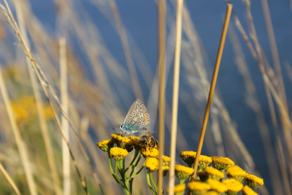 Nature summer flower photo