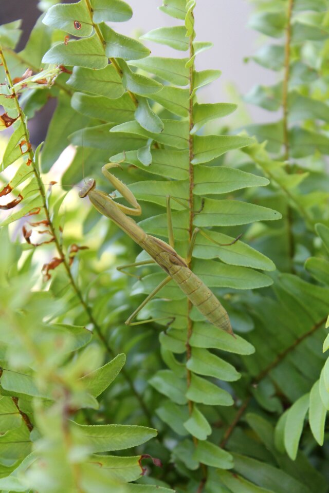 Green nature bug