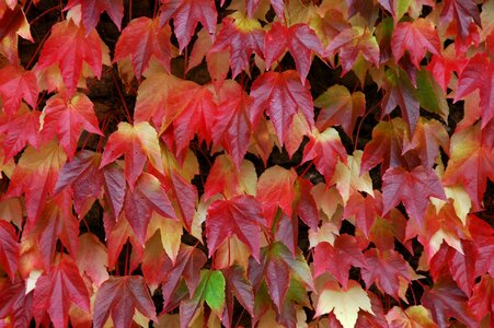 Colorful fall color golden autumn photo