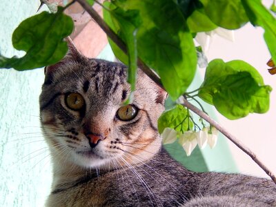 Animals feline look tuned
