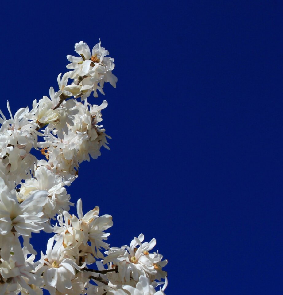 Flower springtime spring