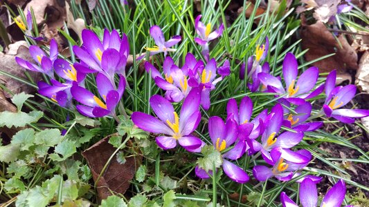 Crocus spring discount