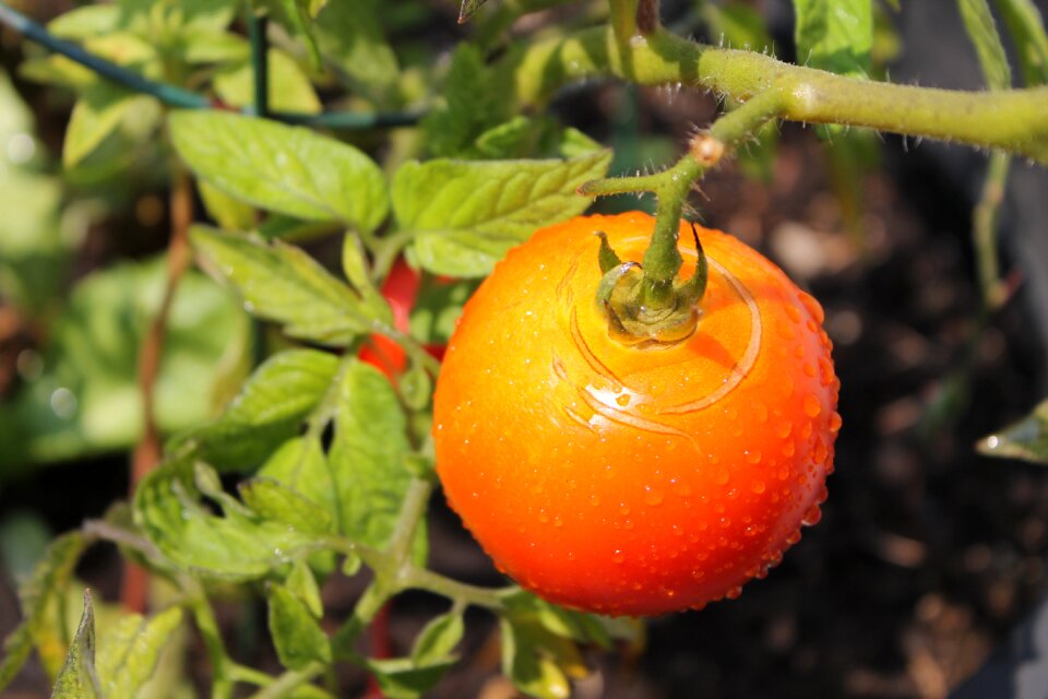Garden food healthy
