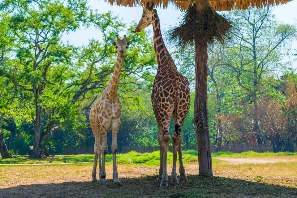 Safari nature mammals