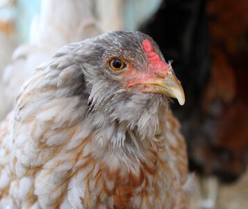 Agriculture alive animal