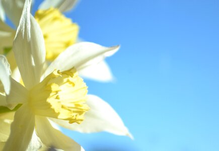 Narcissus flora nature photo