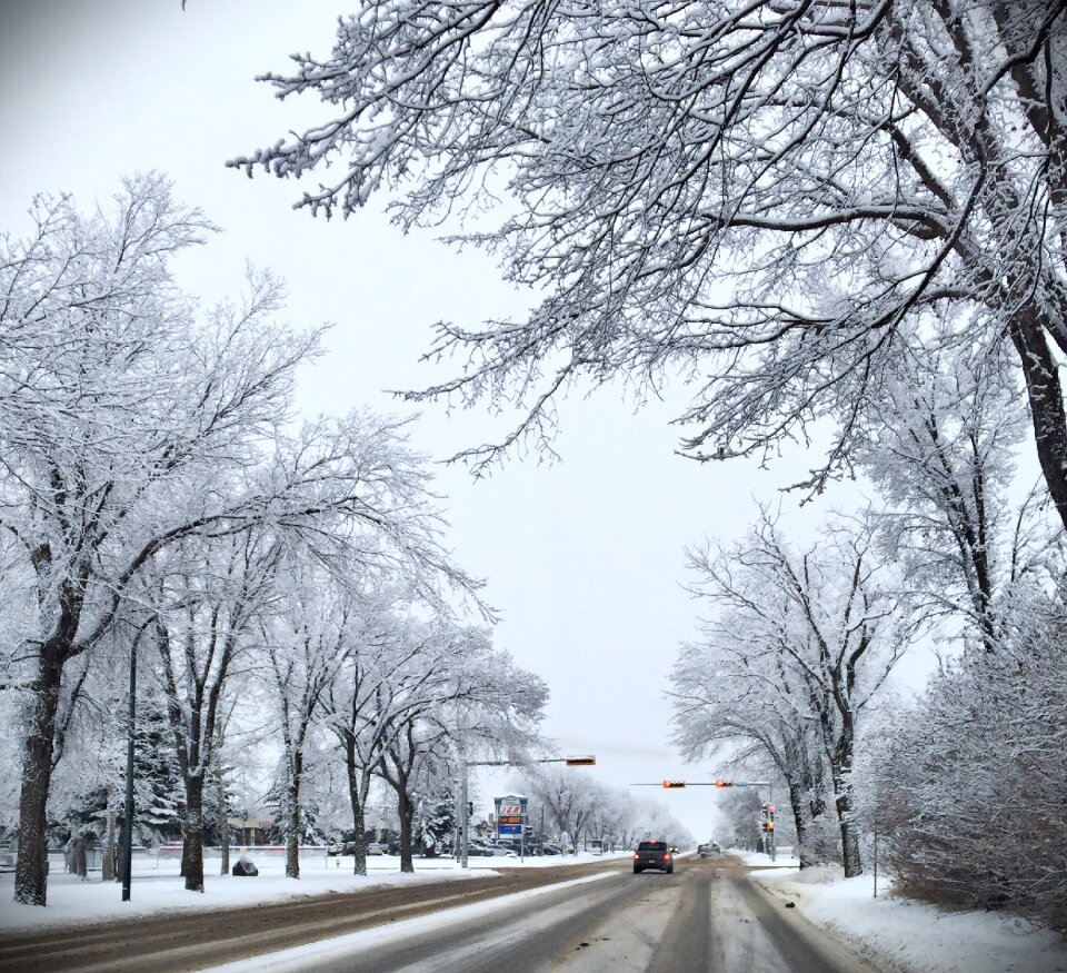 Snow cold branch