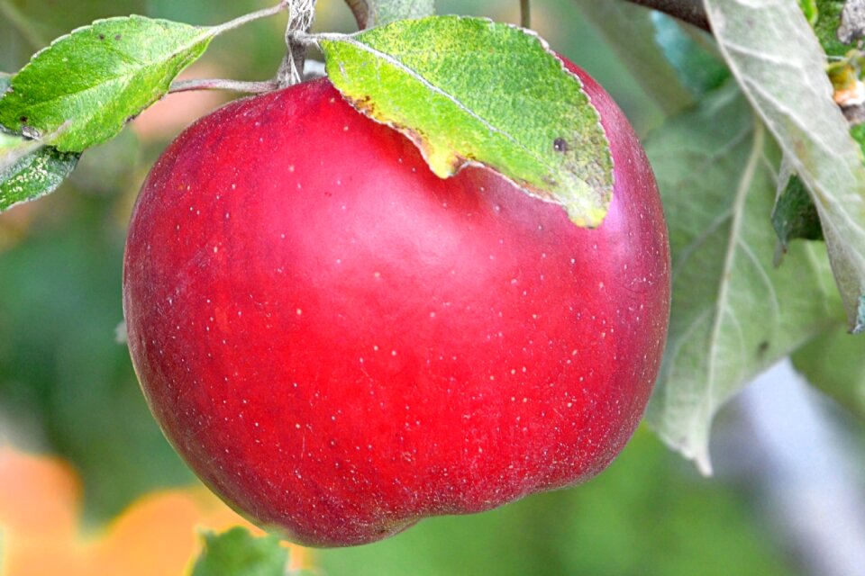 Tree healthy vitamins
