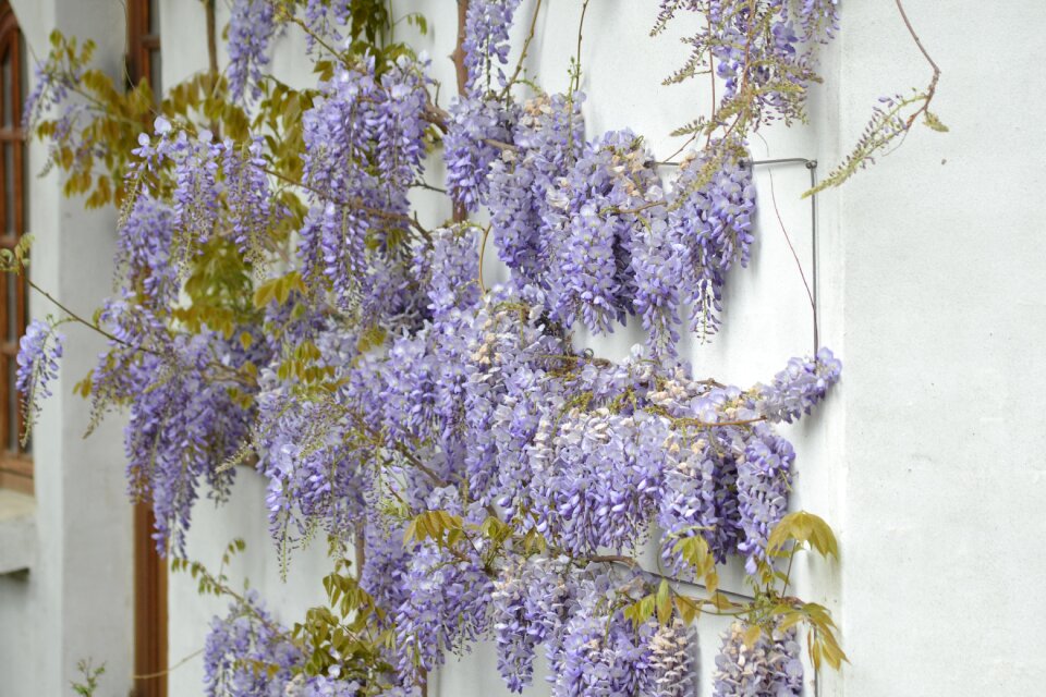 Wisteria spring flowers