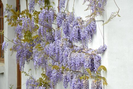 Wisteria spring flowers