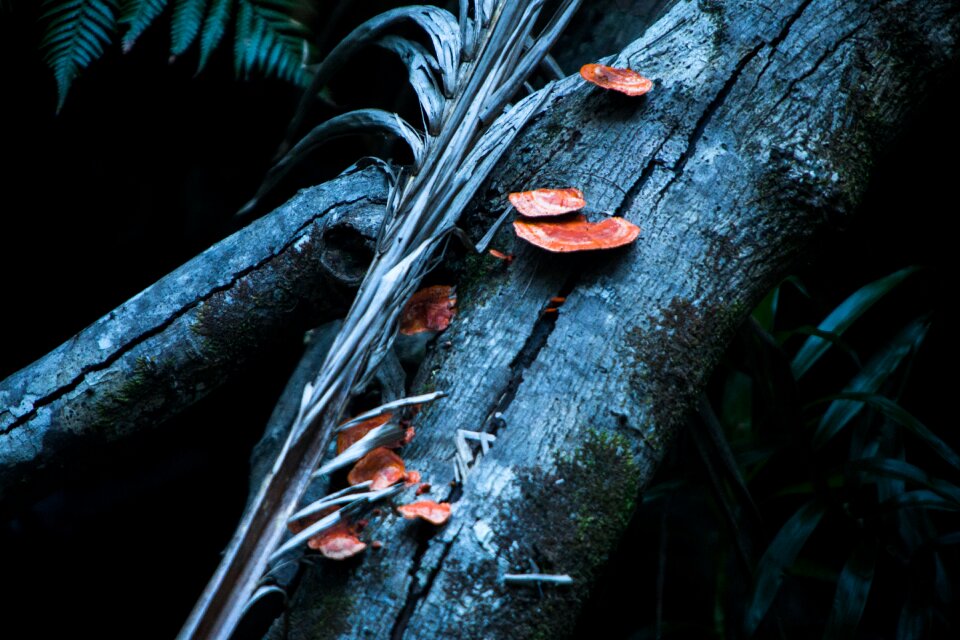 Wood jungle tree