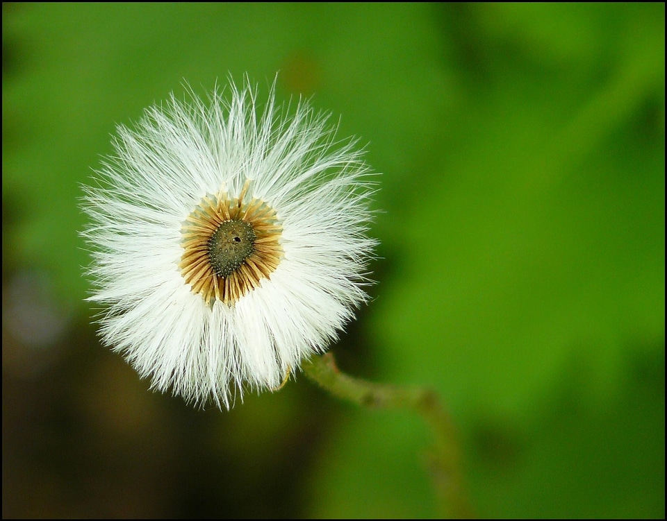 Nature dandelion summer