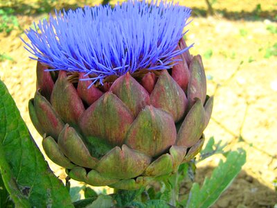 Artichoke flower vegetable