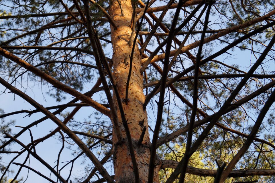 Branch pine handsomely