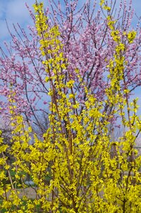 Blooming golden shower yellow