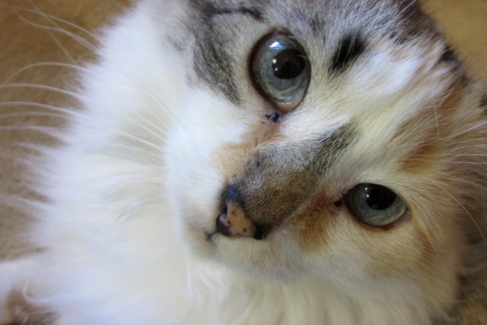 Persian white cute